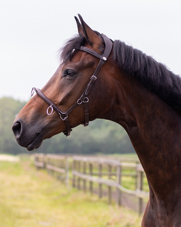 QHP Leather Lunging Cavesson - Sagebrush Tack
