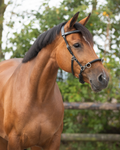 QHP Leather Lunging Cavesson - Sagebrush Tack
