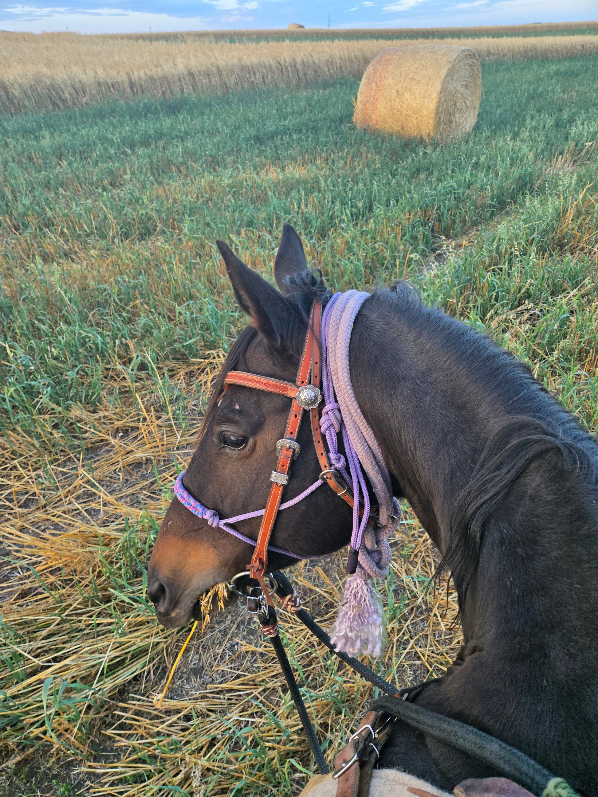Custom soft rope halter - The Maker Barn Studio
