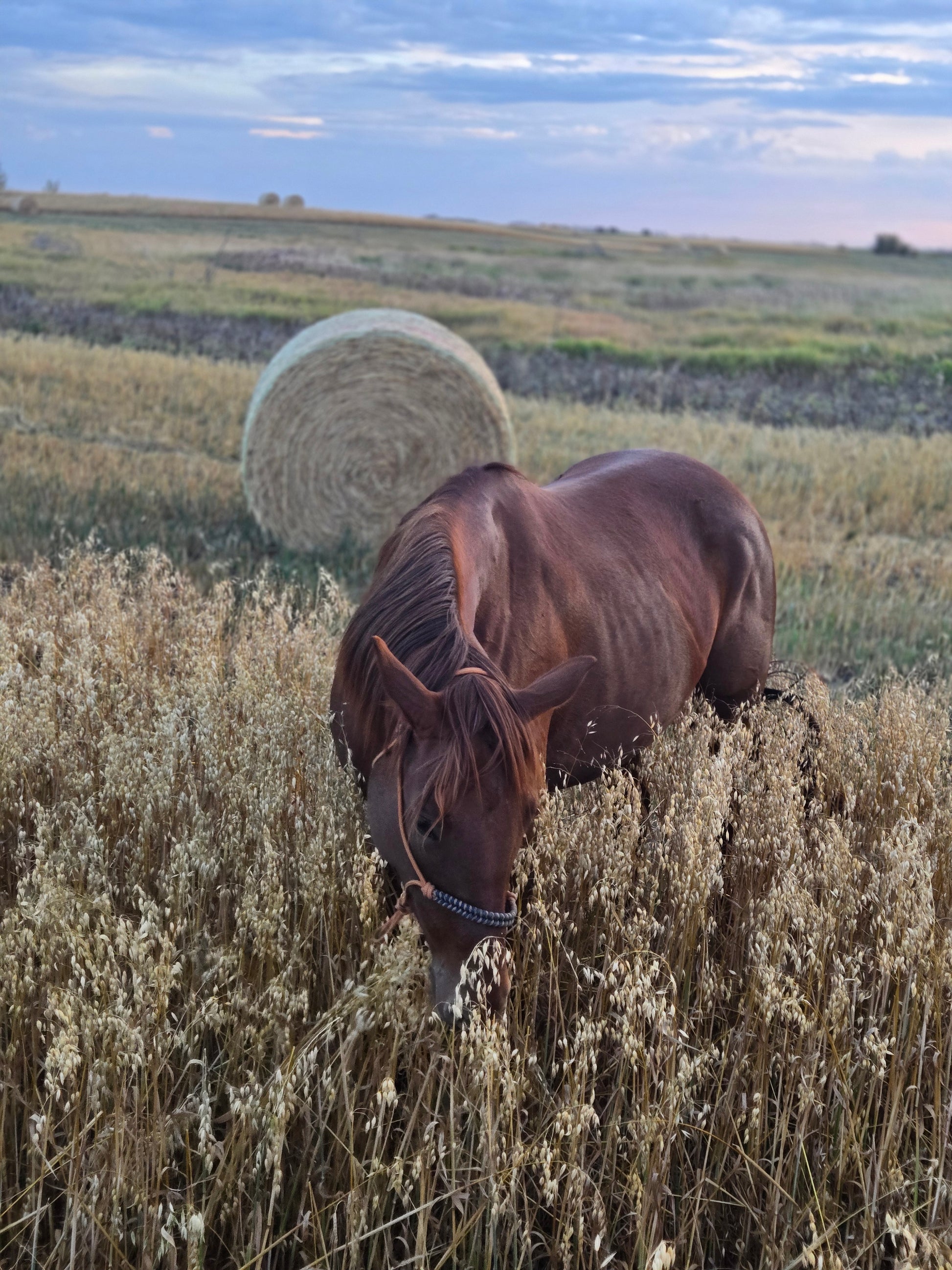 Custom soft rope halter - The Maker Barn Studio