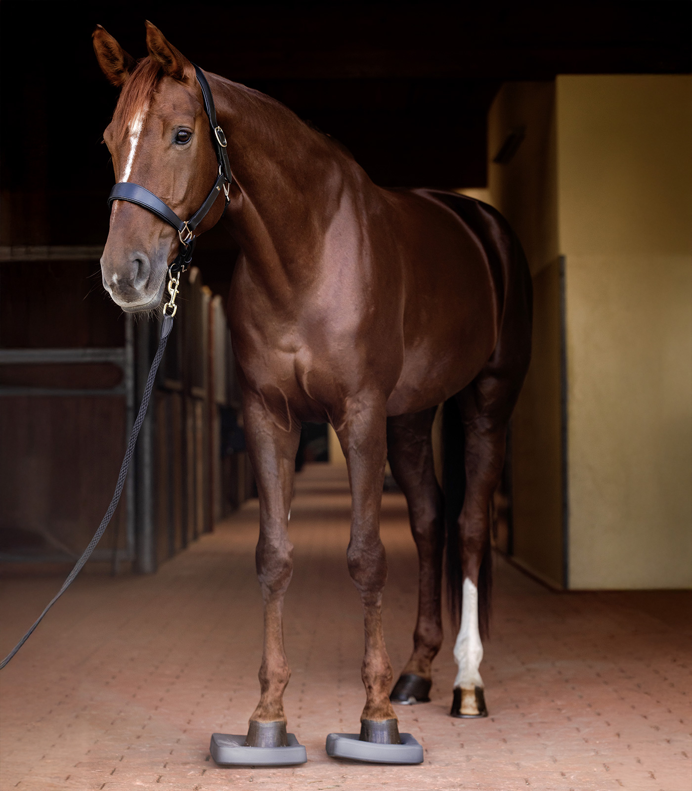 Waldhausen Health + Care Balance Pads - Sagebrush Tack