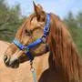 Halter Buckle - Chrome Plated