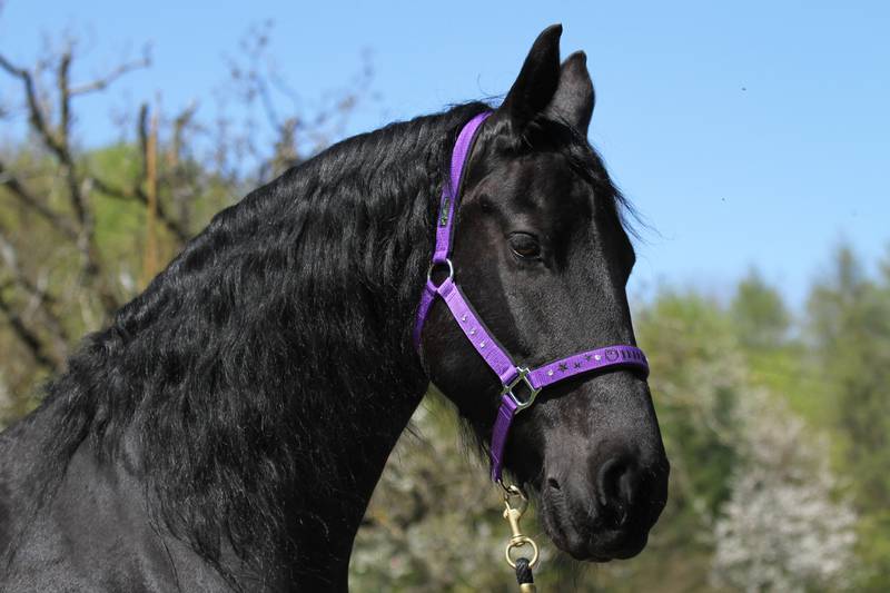 3 Sided Halter Square - Chrome Plated
