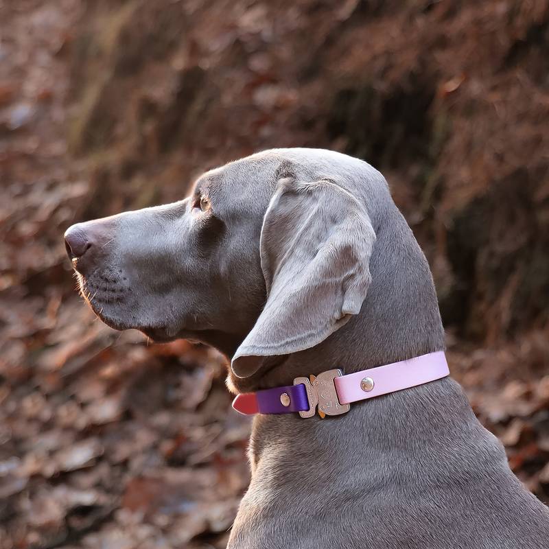 3/4" Waterproof Webbing – Pink Lavender - Sagebrush Tack