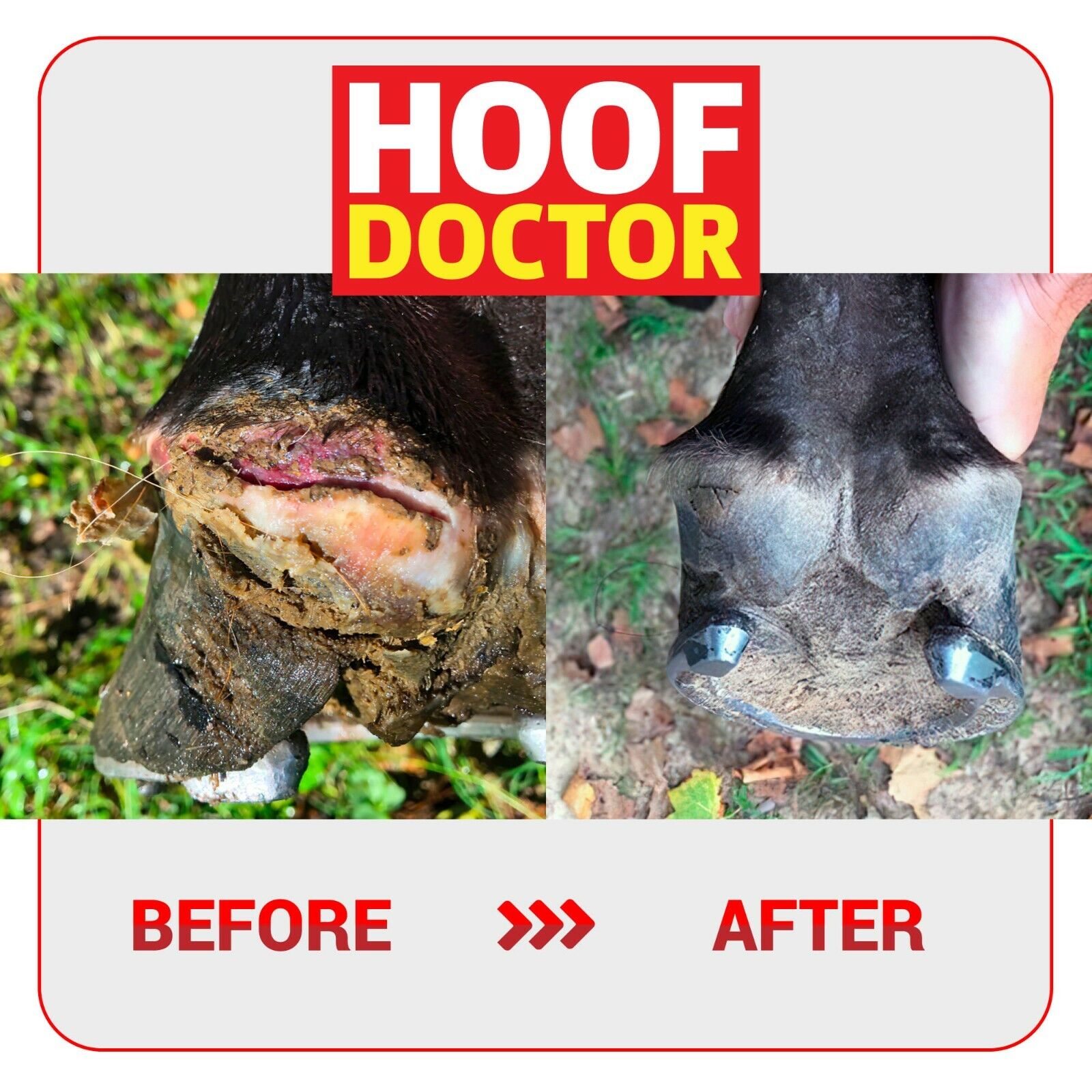 Hoof Doctor Putty - Sagebrush Tack